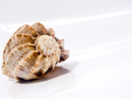 shell on white backgroundの写真素材