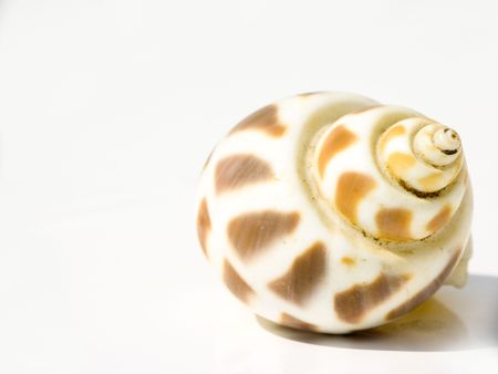 conchの写真素材