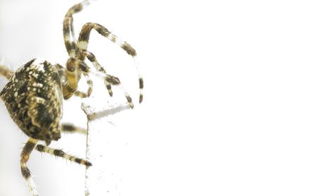 spider climbingの写真素材