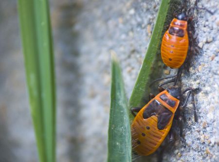 coleoptera