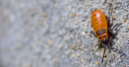 coleopteraの写真素材