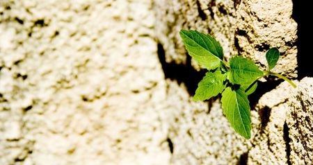 plantの写真素材