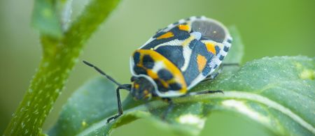 coleopteraの写真素材