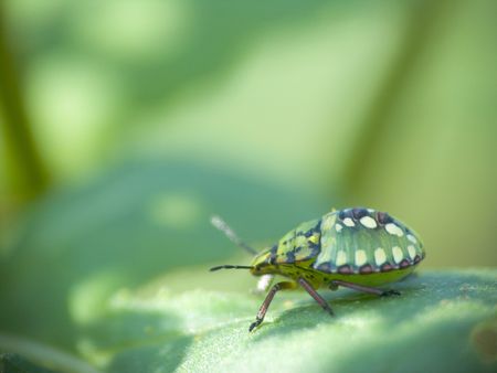 coleoptera