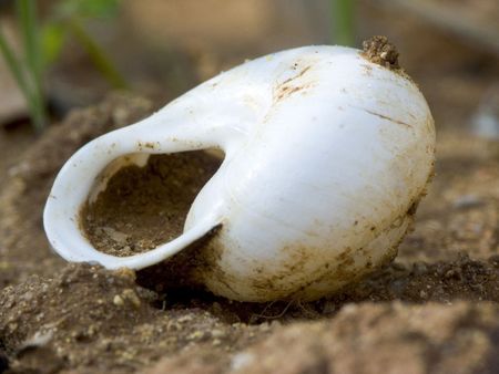 conch