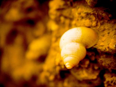 fossil