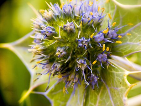 plantの写真素材