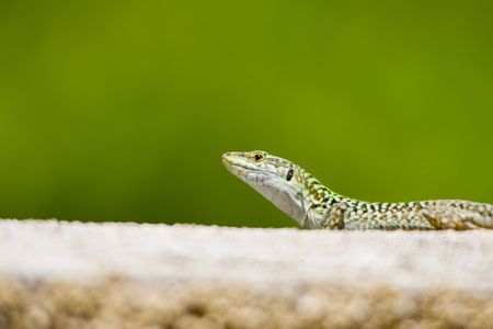 green lizardの写真素材