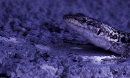 green lizardの写真素材