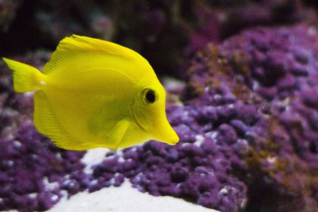 yellow fish