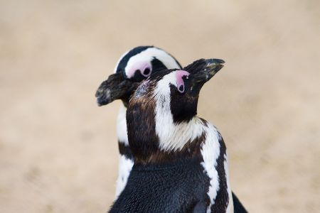 pinguin