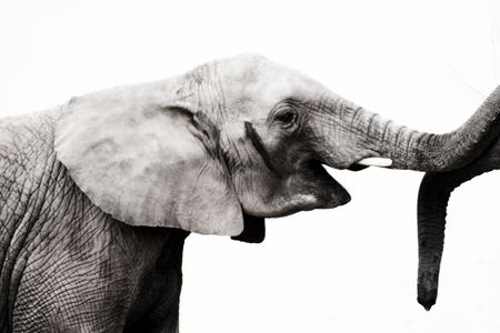 elephantの写真素材