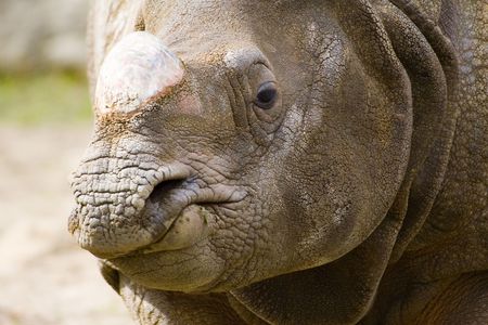 rhinoの写真素材