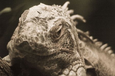 iguanaの写真素材