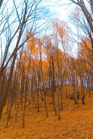 kazimierzの写真素材