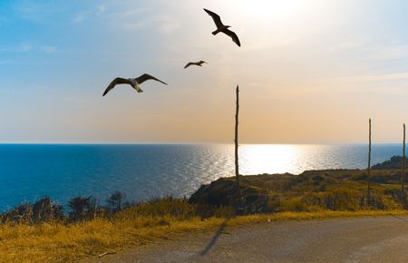 seagullの写真素材