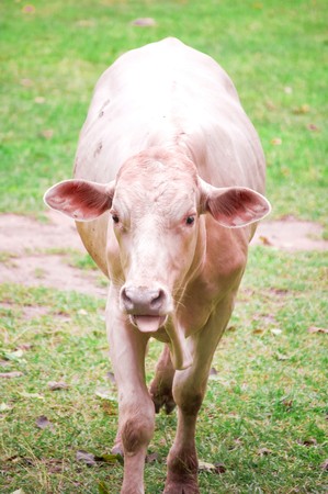 Cattleの写真素材