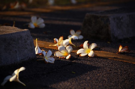 Frangipani flowerの写真素材