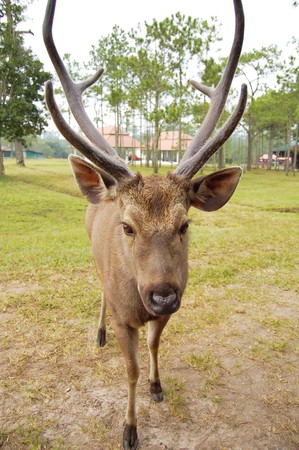 A portrait of a wild  deer.の写真素材