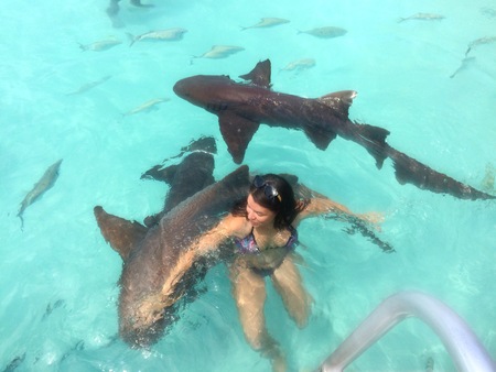 Young brave woman tourist traveler swimming with many wild free nurse sharks in Compass Cay, Bahamasの写真素材