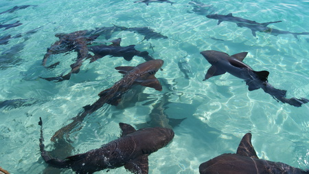 Nurse and reef sharks in the turquoise crystal clear waters of the Bahamas