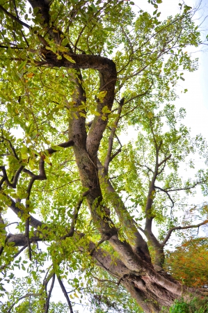 The treeの写真素材