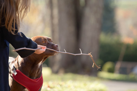 a dog being trained by a little girl who stuck a wooden stick in front of his mouthの写真素材