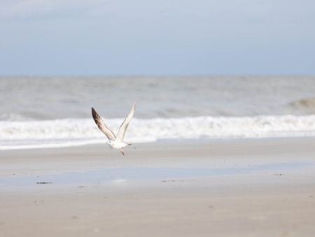 A seagull flying on a beach trying to catch a fish