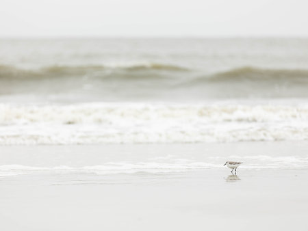 Minimalistic image of a seagull on a beach with waves on a cloudy day