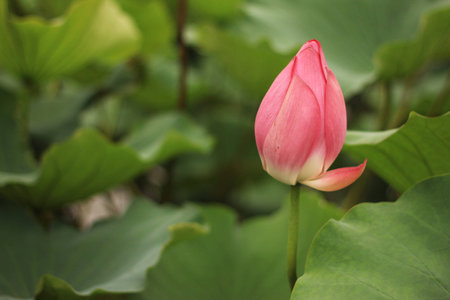 close up of pink tulipの写真素材