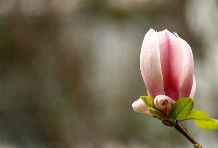 pink mognoliaの写真素材