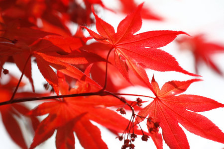 red mapleの写真素材
