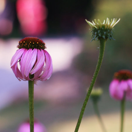 a daisy not blooming, with special beautyの写真素材
