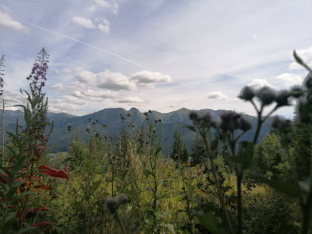 Mountain landscape with wildflowers in the foreground, Tatra Mountains, Polandの写真素材