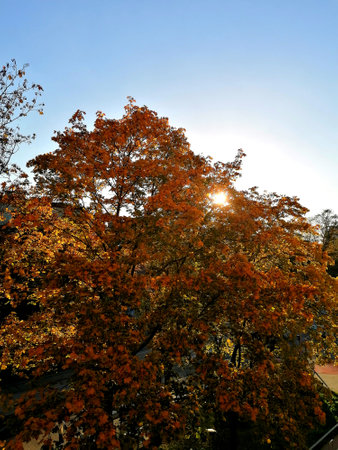 Autumn landscape with colorful trees in the city park and blue skyの写真素材
