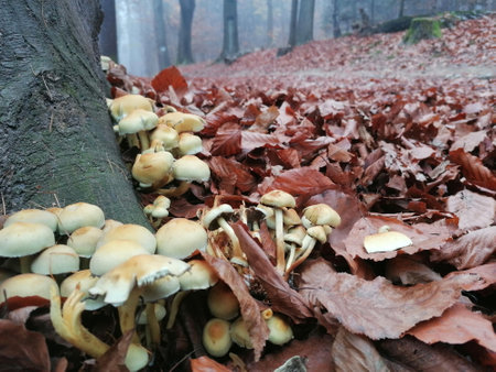 Mushrooms on the ground in the autumn forest, Poland.の写真素材