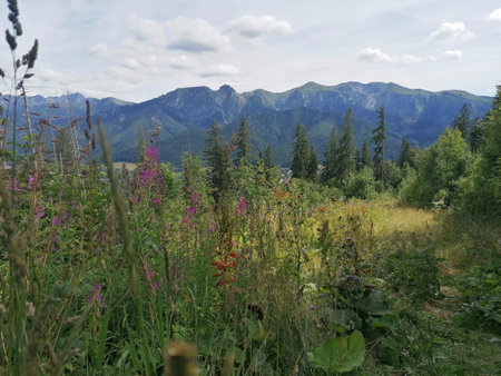 Mountain landscape with wildflowers in the foreground, Tatra Mountains, Polandの写真素材