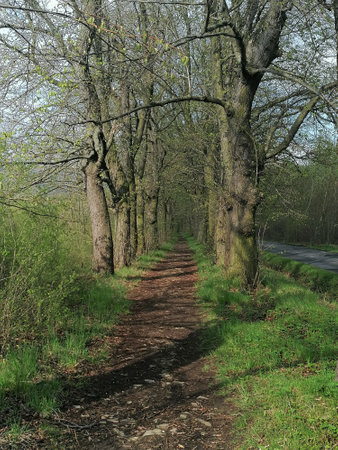 Path through the woods in springtime, with a path going into the distanceの写真素材