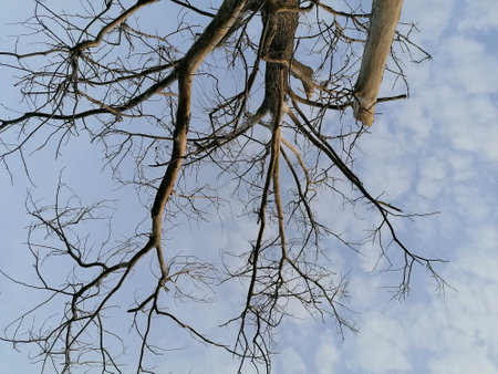 Dead tree against blue sky with white clouds. The beauty of nature.の写真素材