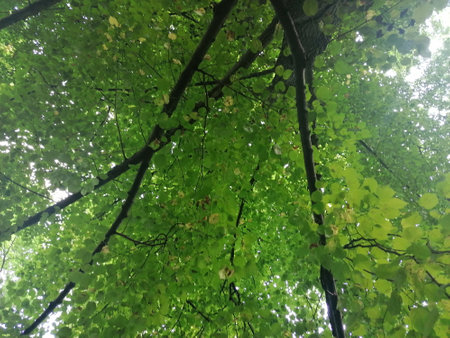 Beech trees in the forest with green leaves on the branches.の写真素材