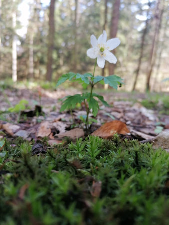 Anemone nemorosa in the forest. Early spring.の写真素材