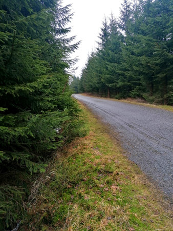 Road in the forest with trees and grass on the ground. Nature background.の写真素材