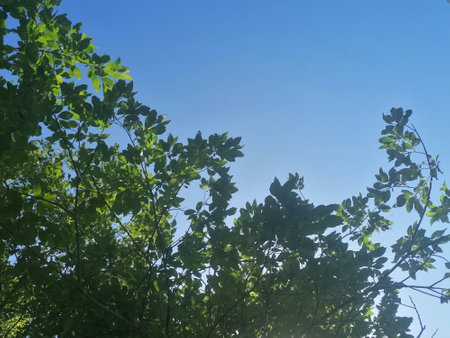 Green leaves on the blue sky background. Green leaves on the blue sky background.の写真素材