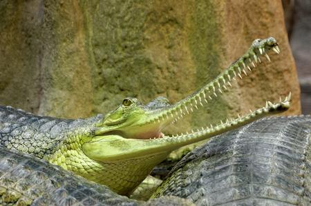 jagged mouthの写真素材