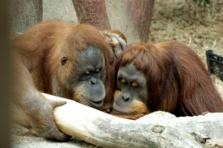 two orangutansの写真素材