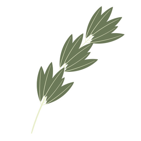 simple abstract rosemary plant branchのイラスト素材