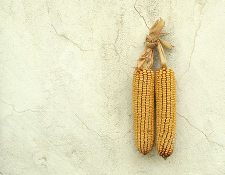 Two corn maize cobs hanging on old white wall                      の写真素材