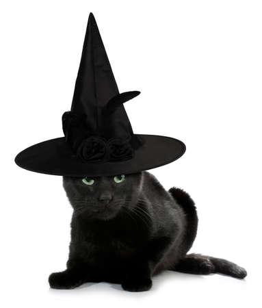 Black cat witch scary with spooky hat funny conceptual image