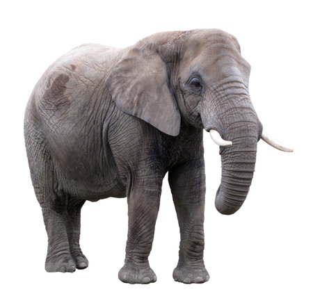 Huge African elephant isolated on white backgroundの写真素材