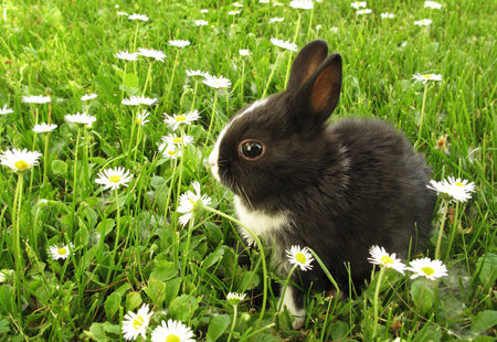 Lovely black white rabbit bunny outdoor in daisy meadowの写真素材